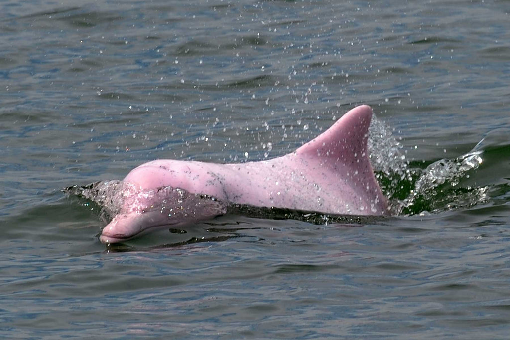 The Return of the Hong Kong Pink Dolphin